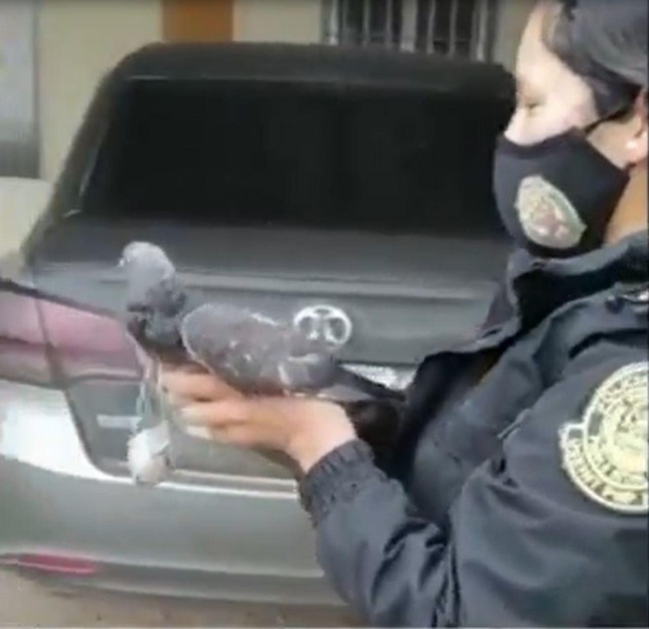 Detienen a narcopaloma llevar sustancias carcel