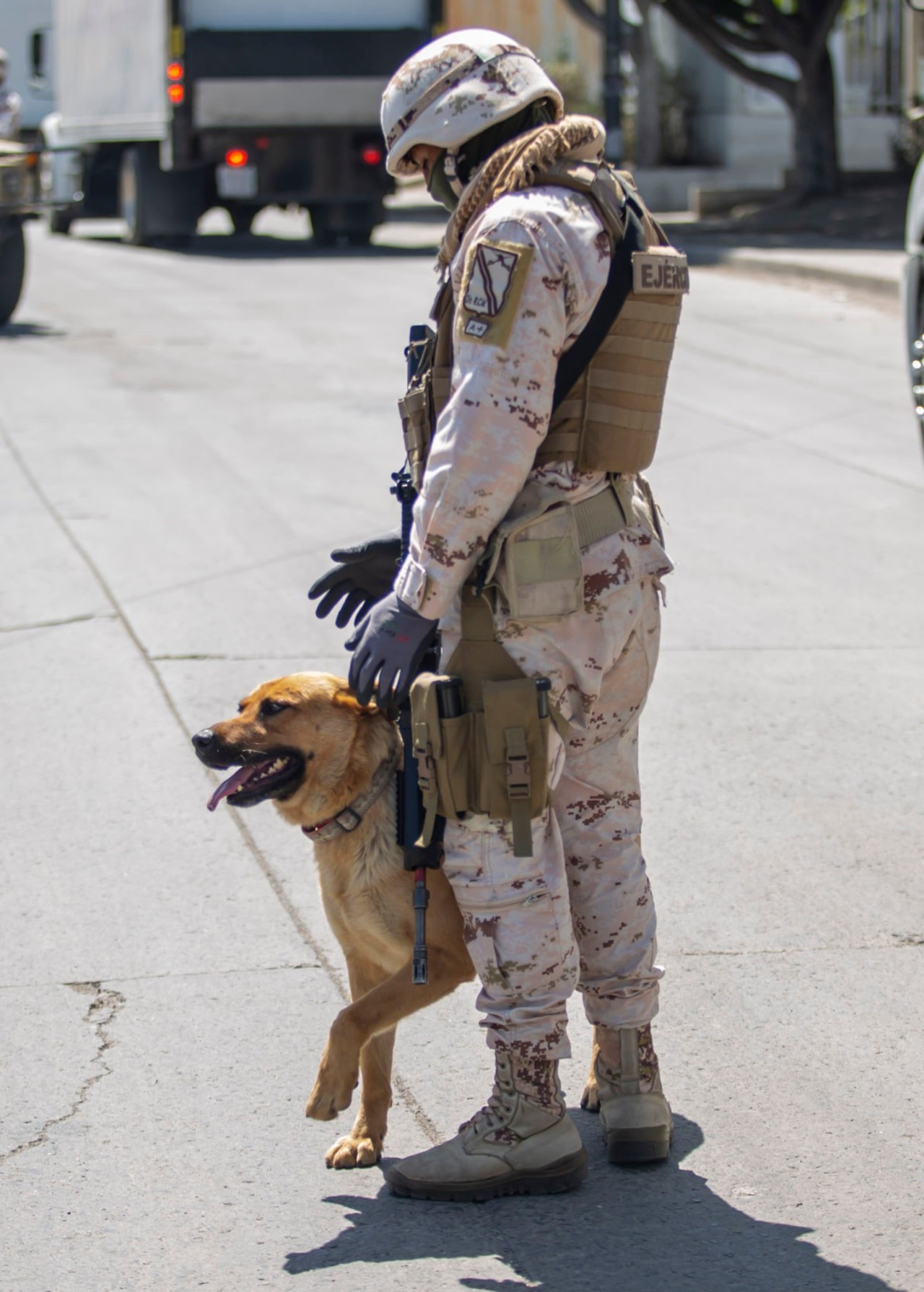destacada narcoperro detenido