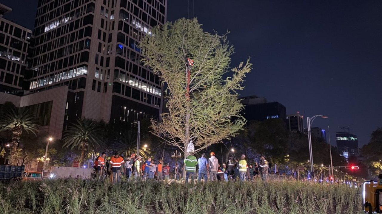 Plantaron nuevo ahuehuete reforma cdmx glorieta