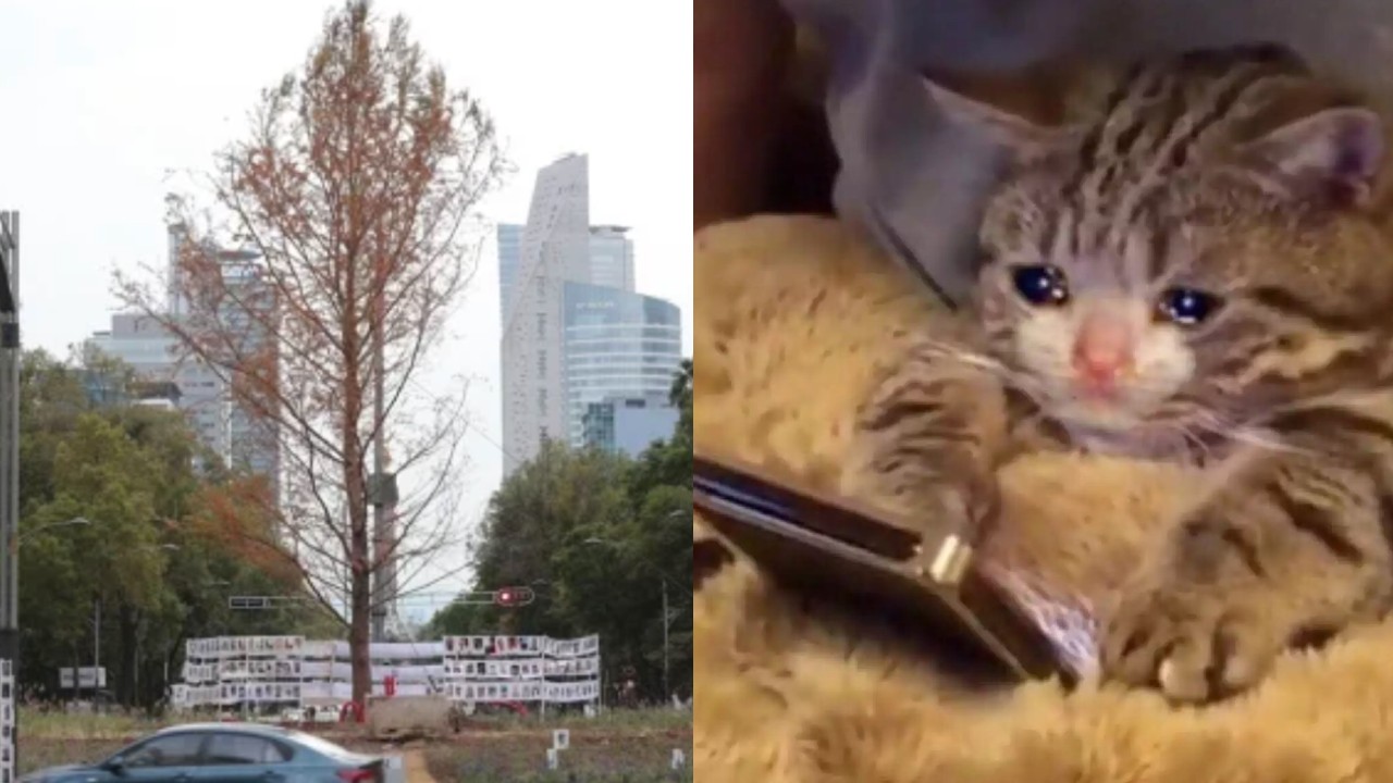 paseo de la reforma ahuehuehuete adaptación