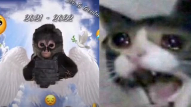 monito corrido viral sicario