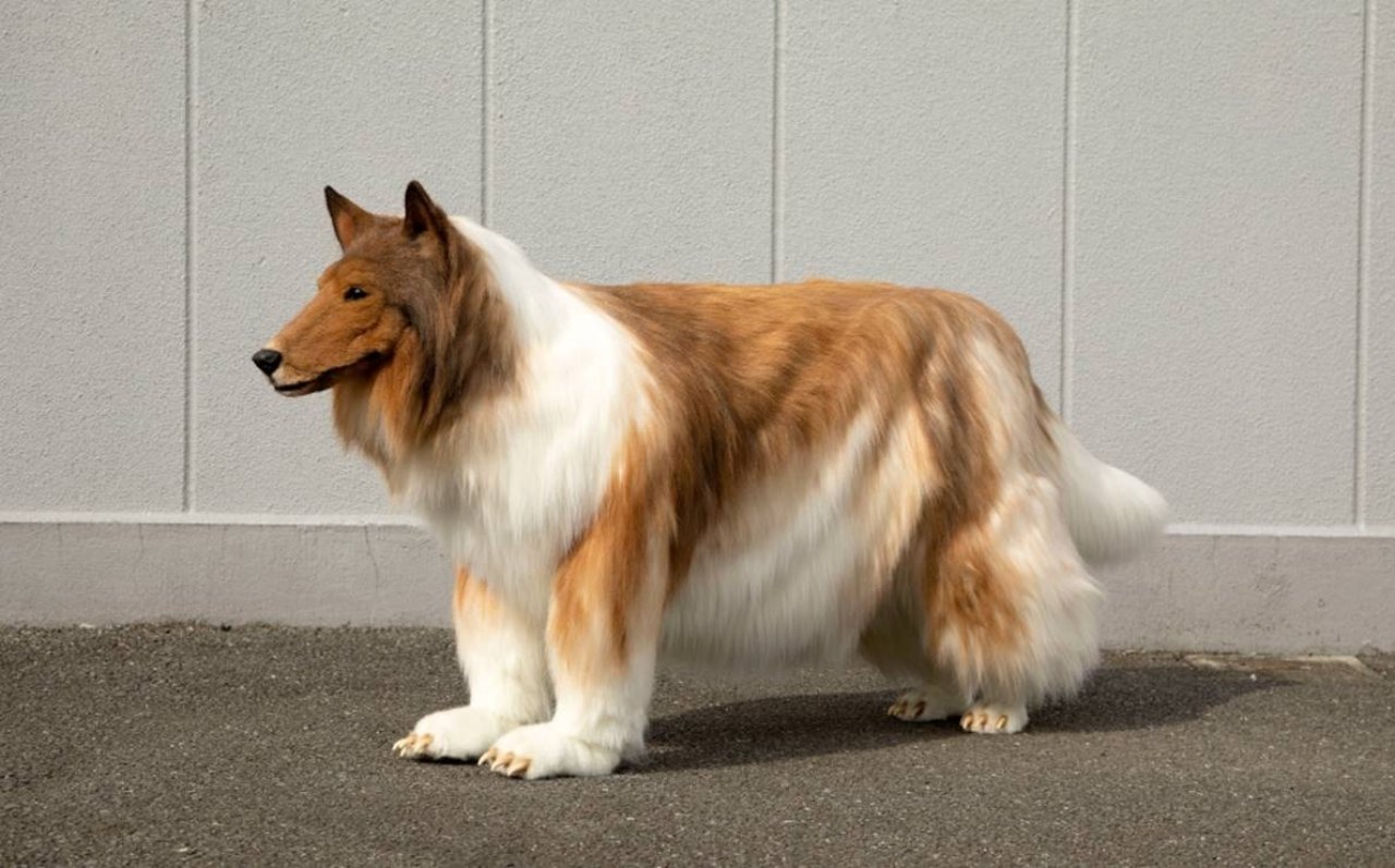 hombre perro gasta millones disfraz real
