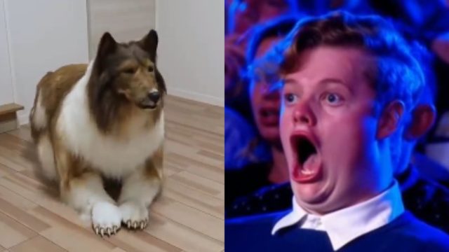 Hombre gasta millones convertirse perro disfraz