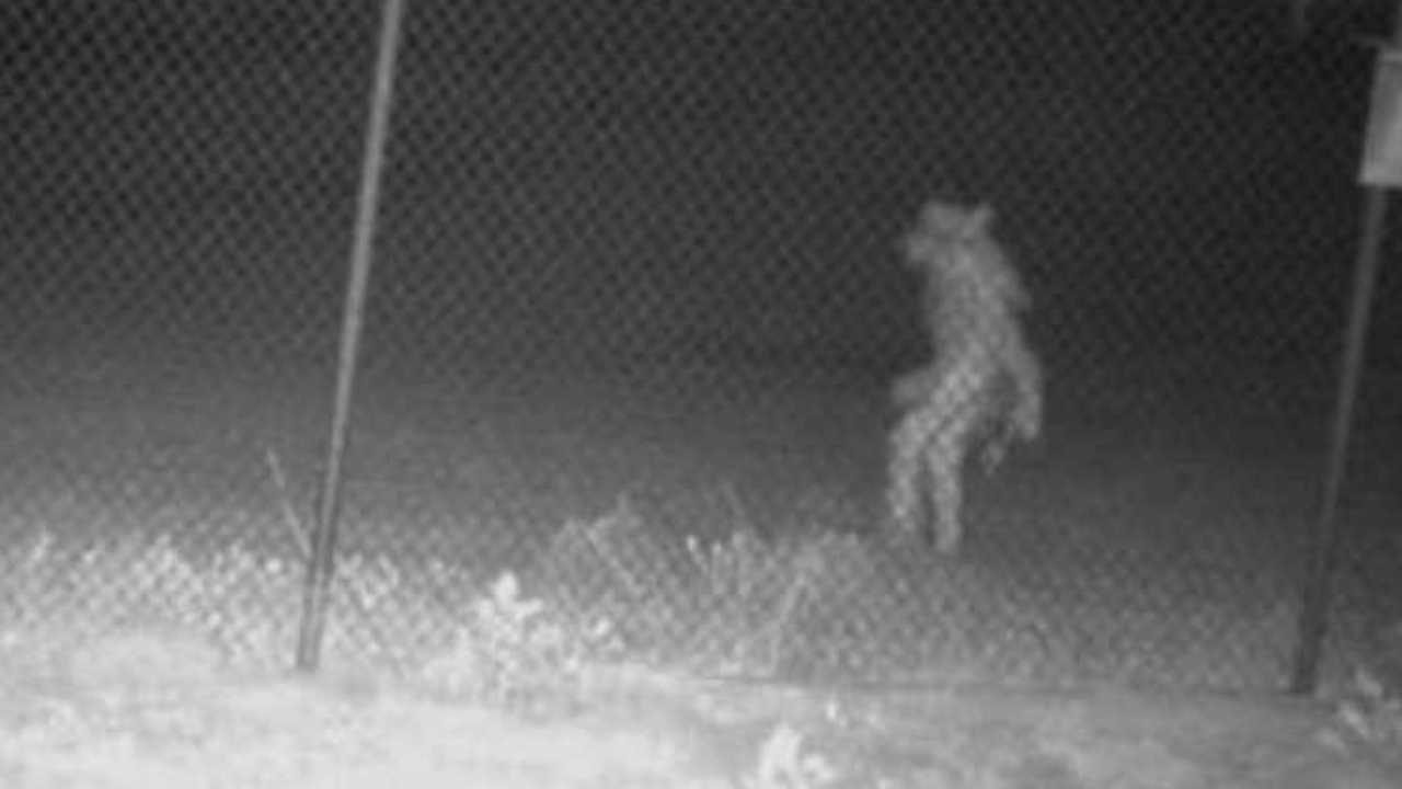 Alertan por presencia de hombre lobo en Texas que podría ser un chupacabras