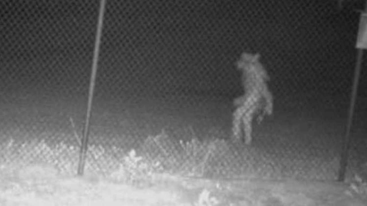 Alertan por presencia de hombre lobo en Texas que podría ser un chupacabras