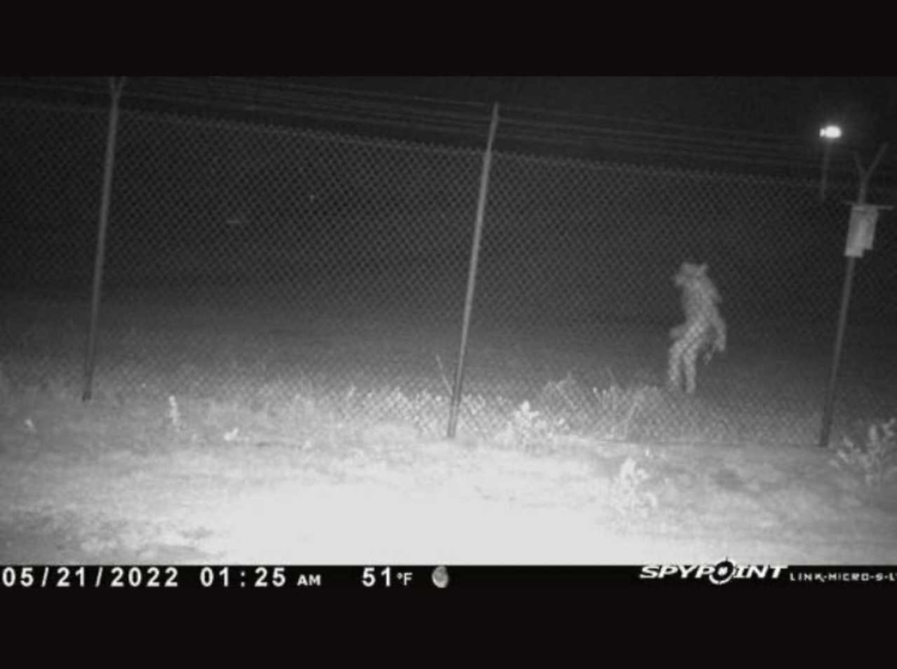 Identifican hombre lobo chupacabras en Amarillo, Texas