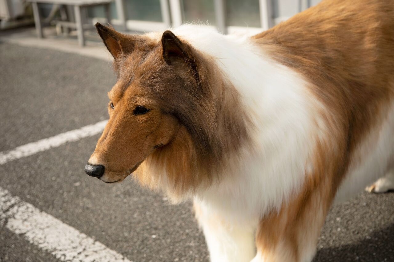 Hombre perro millones disfraz real viral