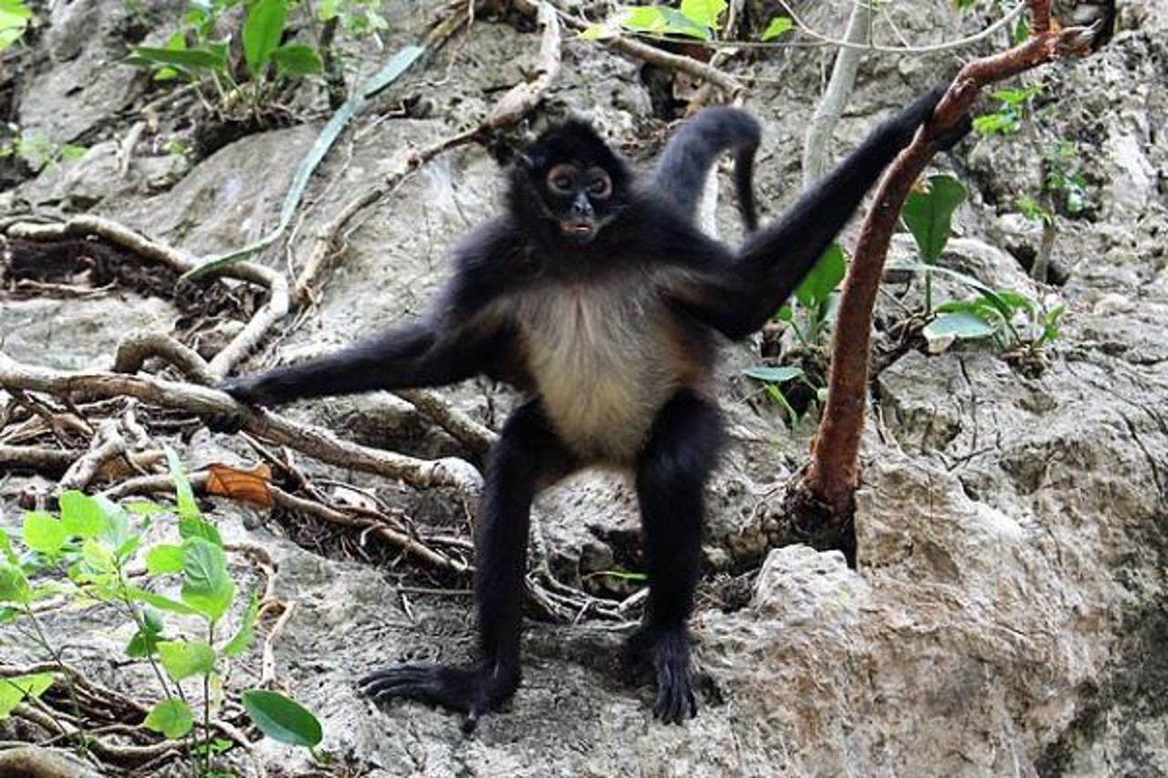 monito corrido viral sicario
