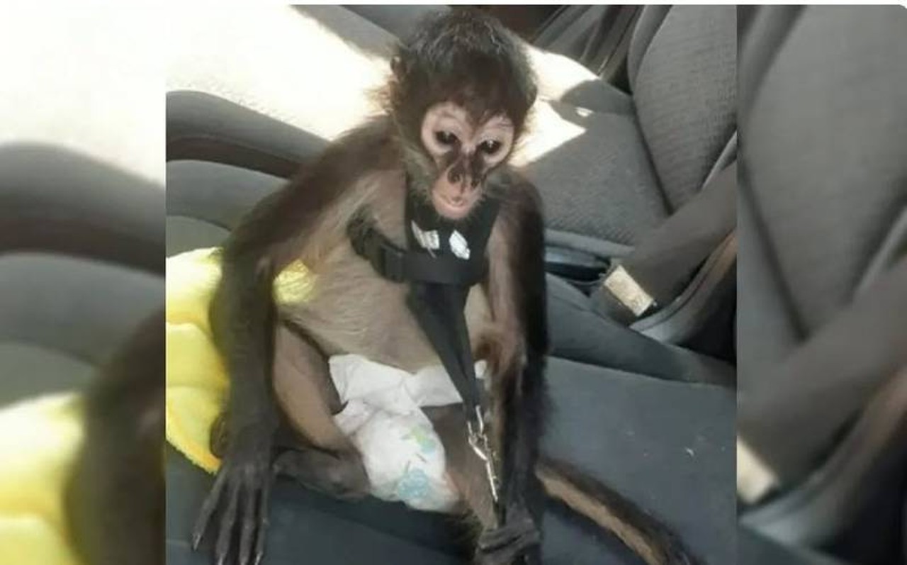 monito corrido viral sicario