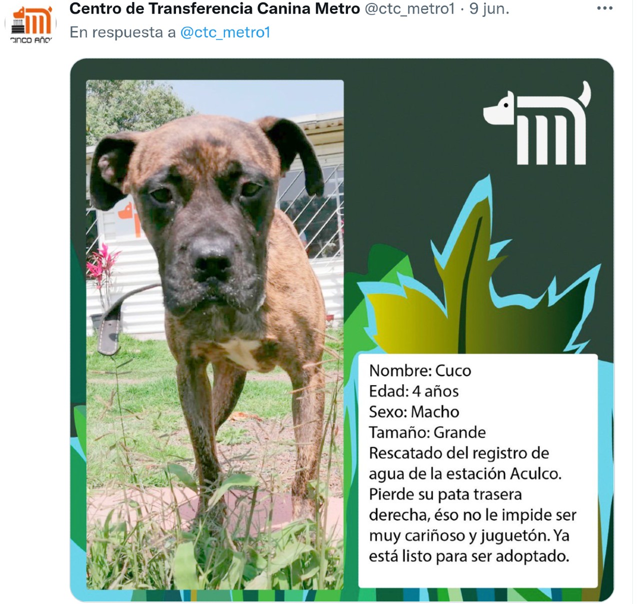 perritos adopcion cmdx metro