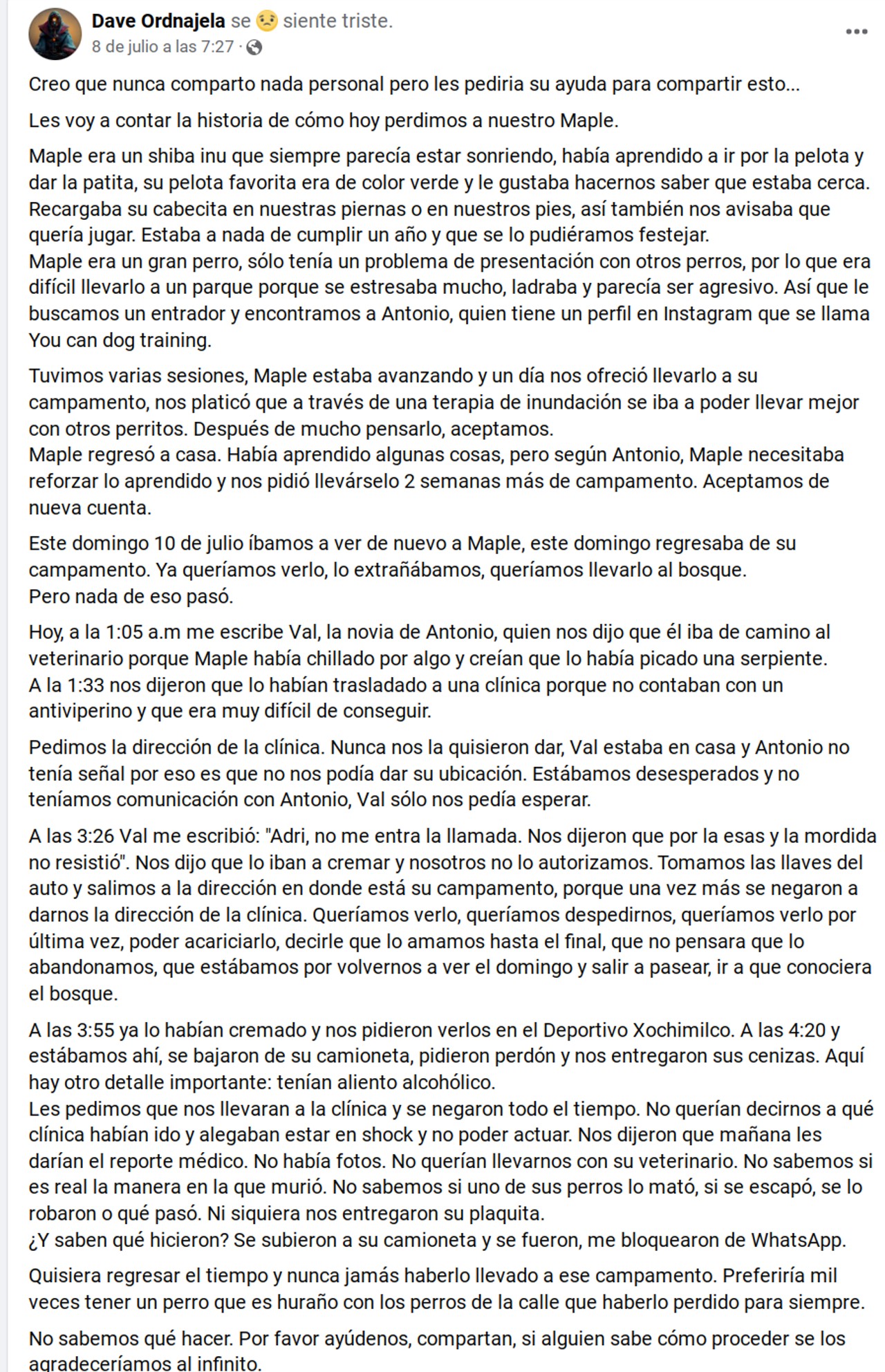 maple caso perrito urna campamento