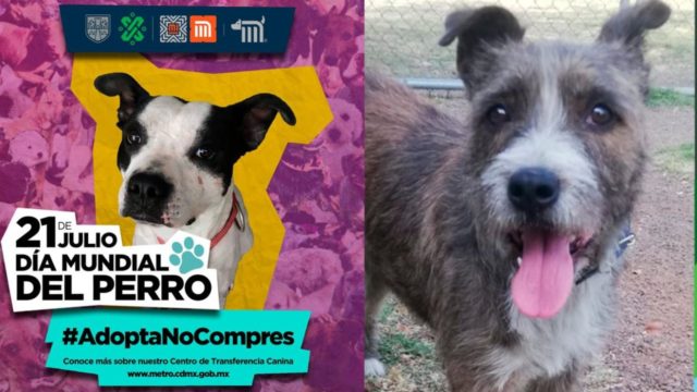 perritos adopcion cmdx metro