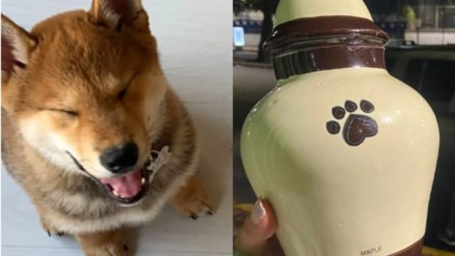 maple caso perrito urna campamento