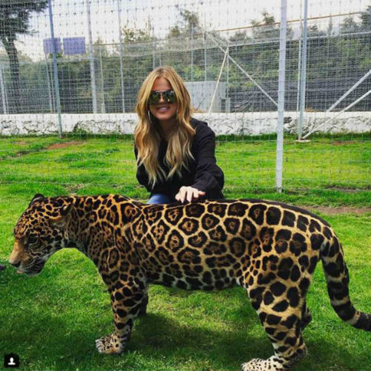black jaguar white tiger Khloe Kardashian