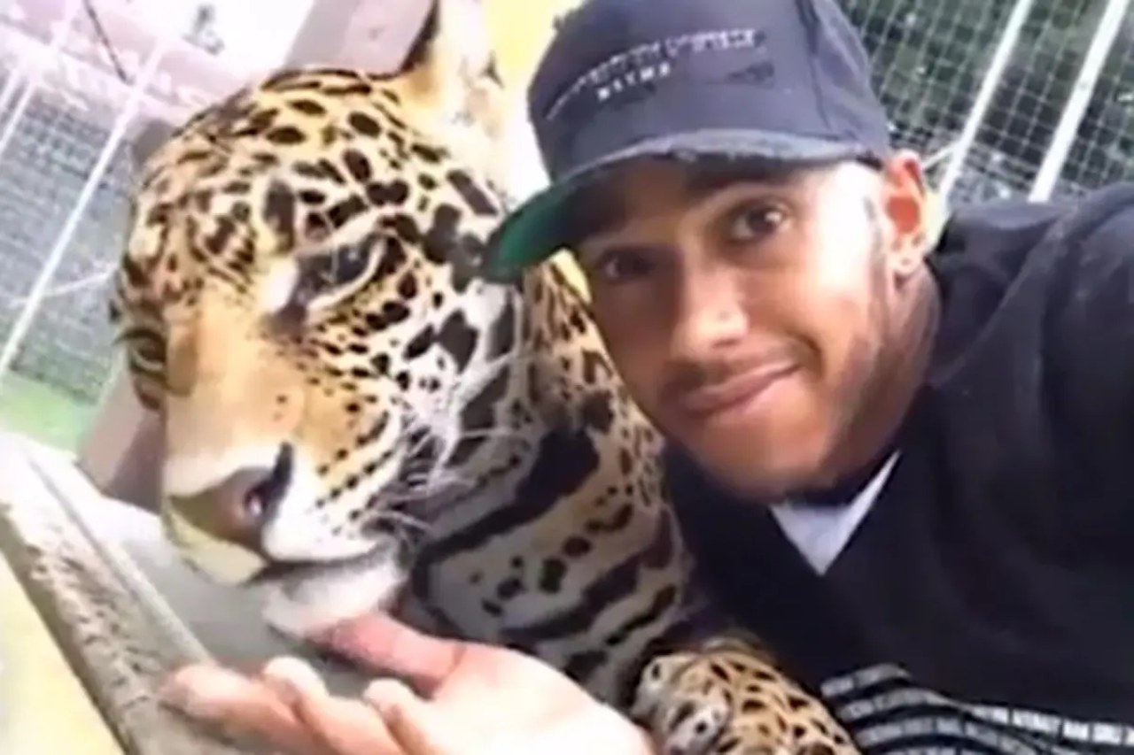 black jaguar white tiger Lewis Hamilton