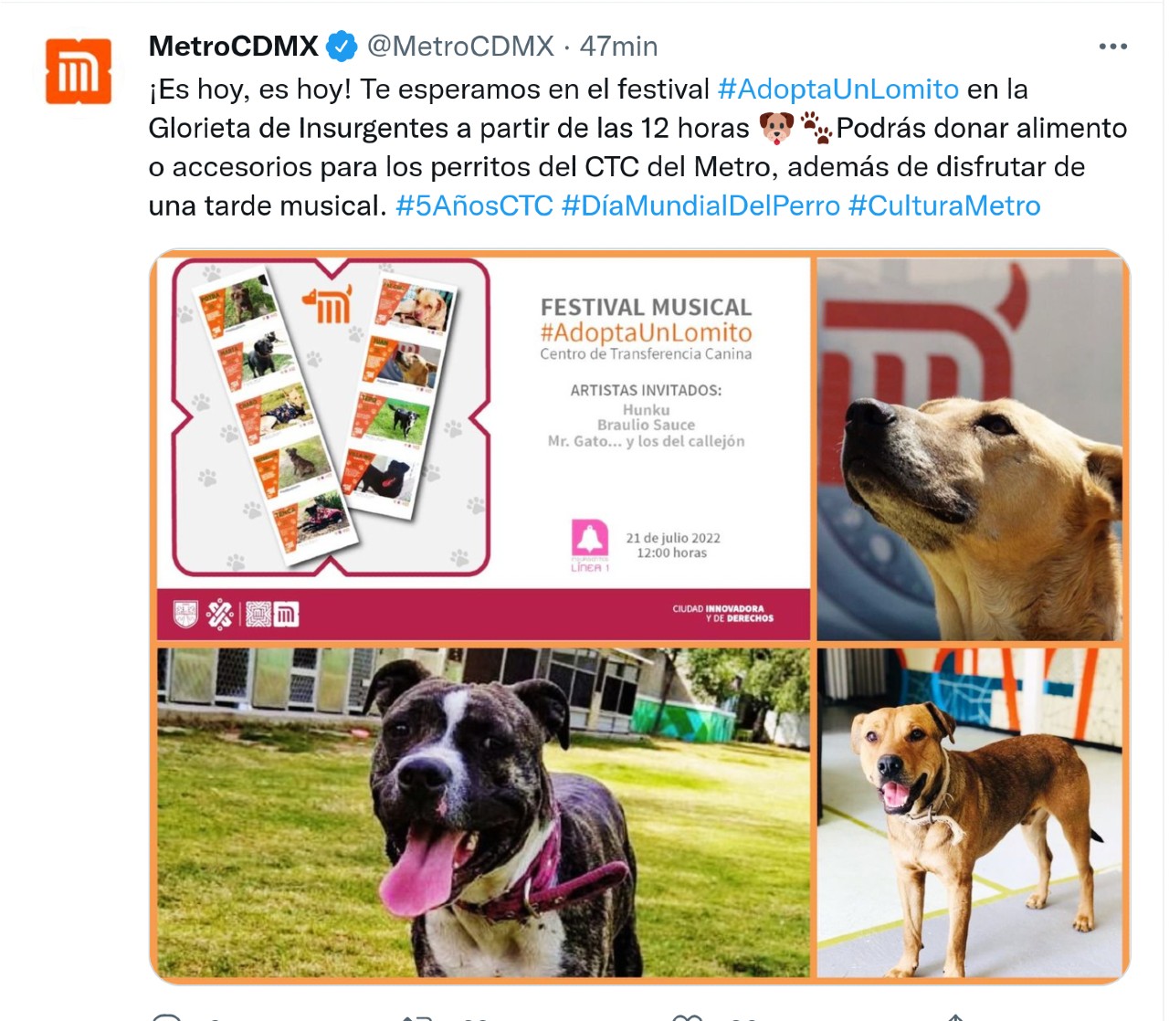 perritos adopcion cmdx metro