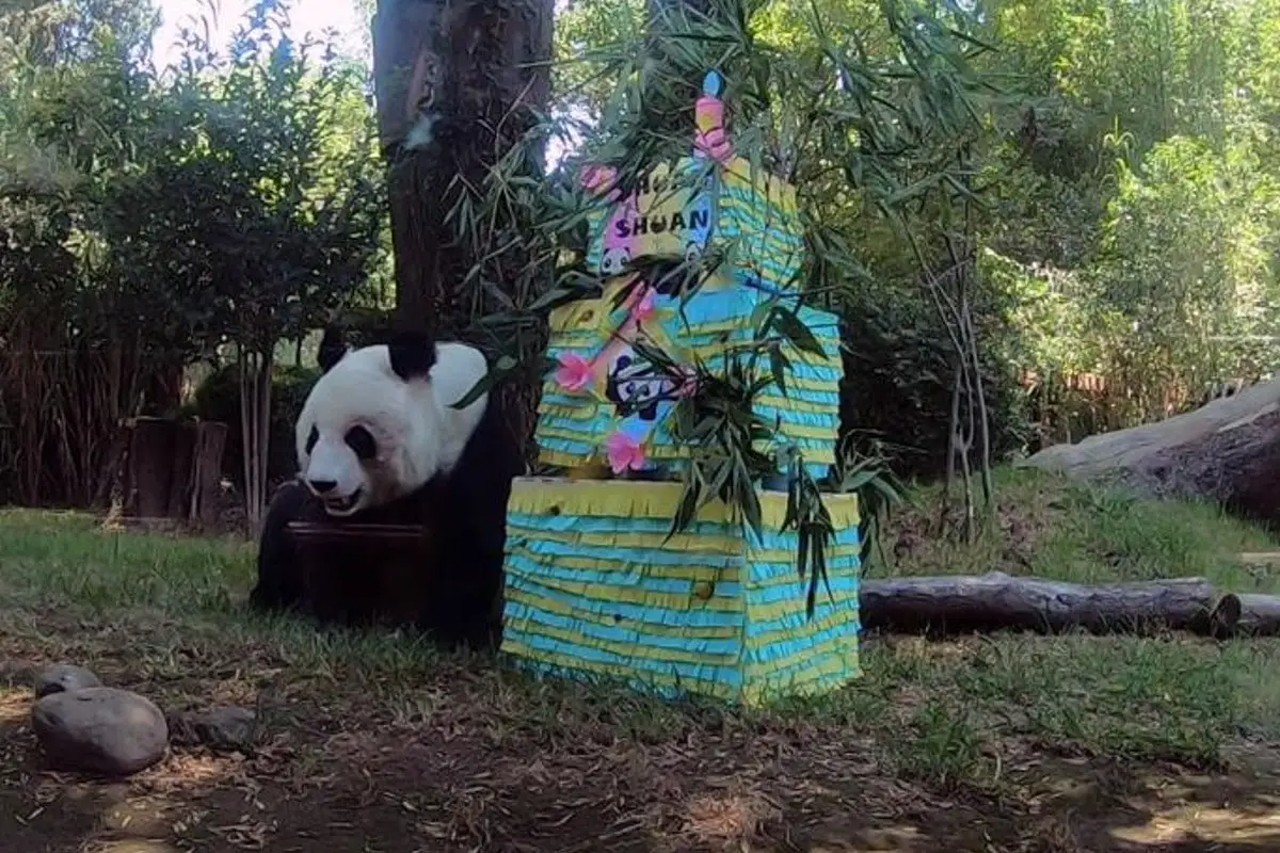 shuan shuan panda chapultepec zoologico