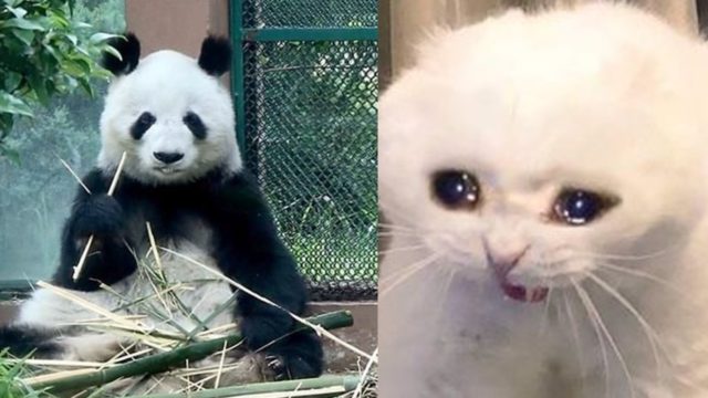 shuan shuan panda chapultepec zoologico