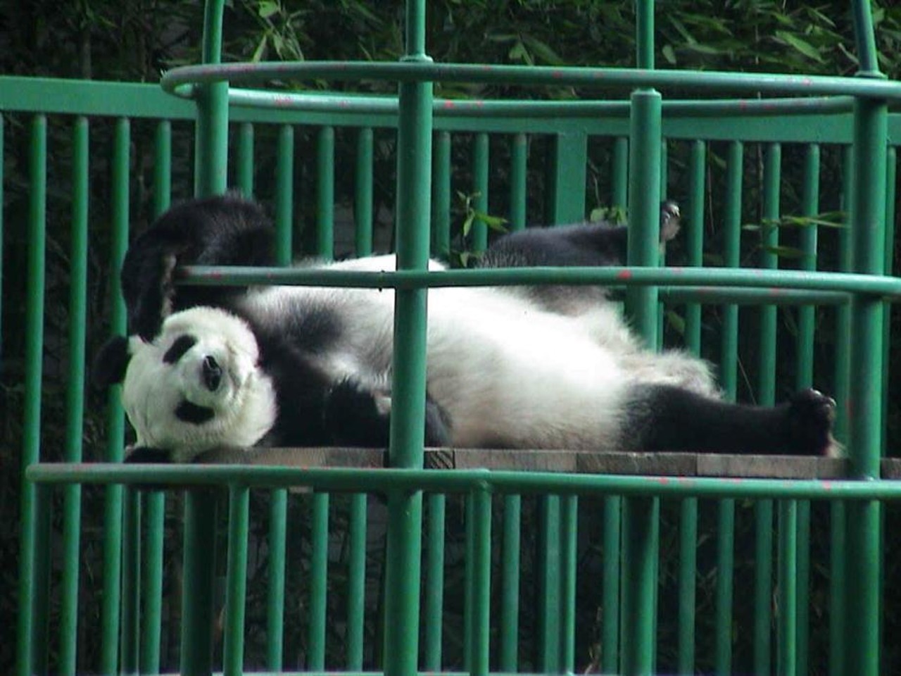 shuan shuan panda chapultepec zoologico