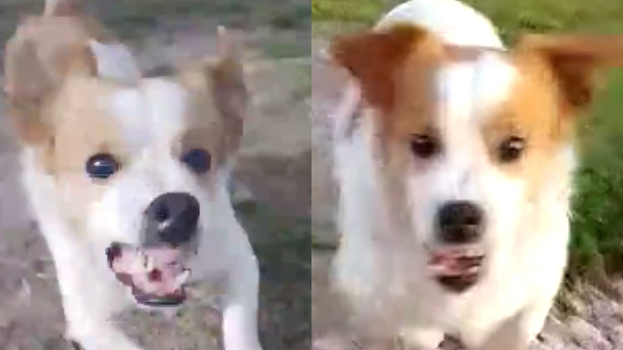 Perro reacciona al escuchar bebito fiu fiu