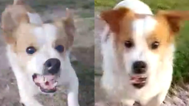 Perro reacciona al escuchar bebito fiu fiu