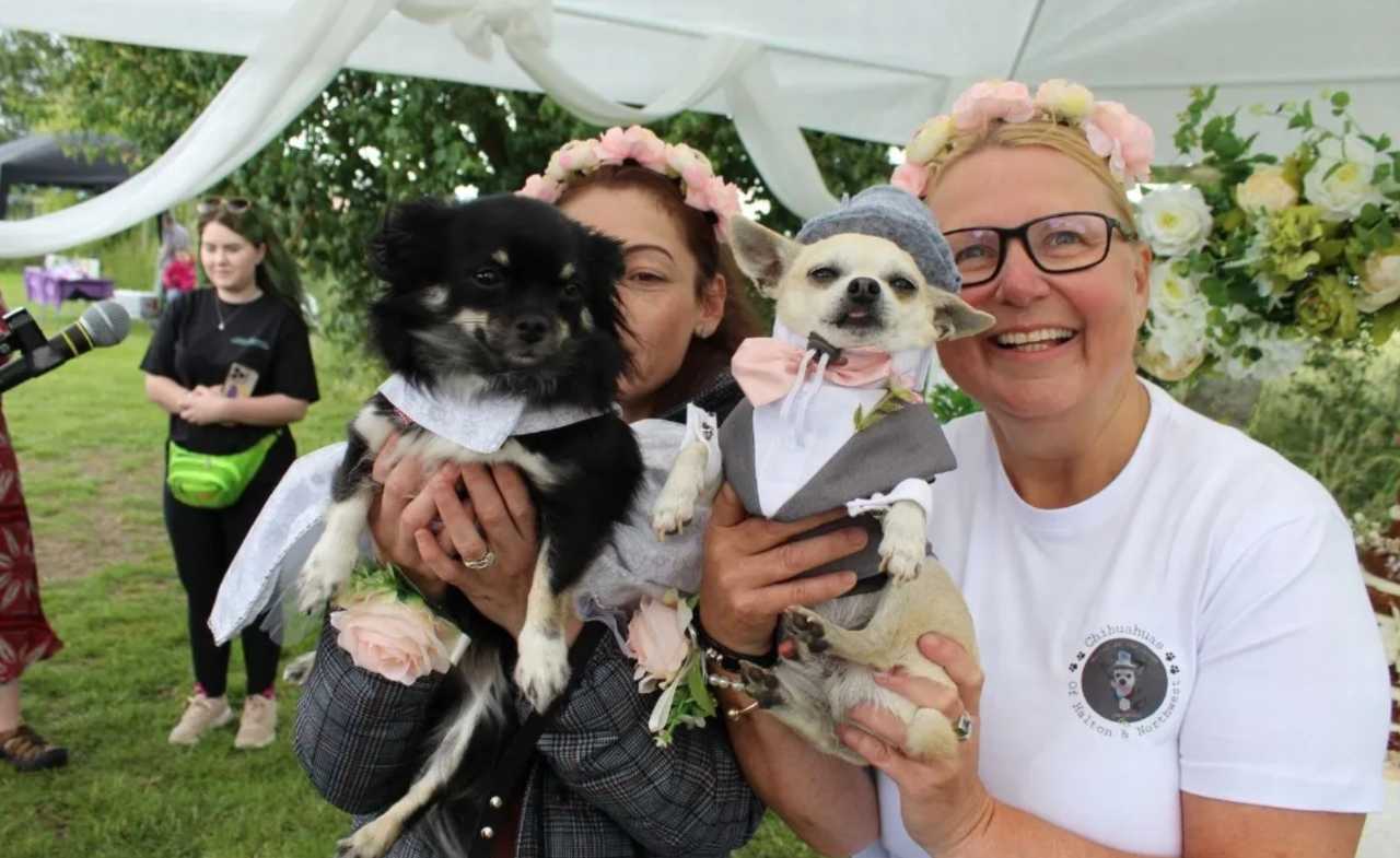 Boda Chihuahua