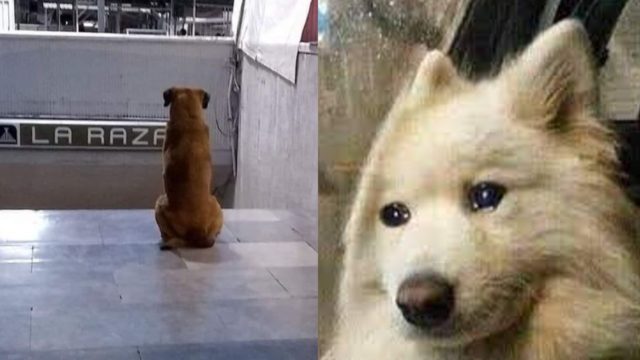 perro hachiko metro cdmx