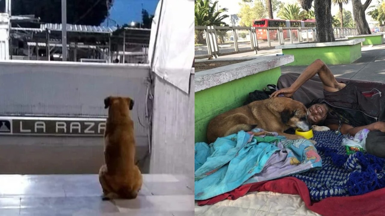 Dueño Hachiko de La Raza aparece
