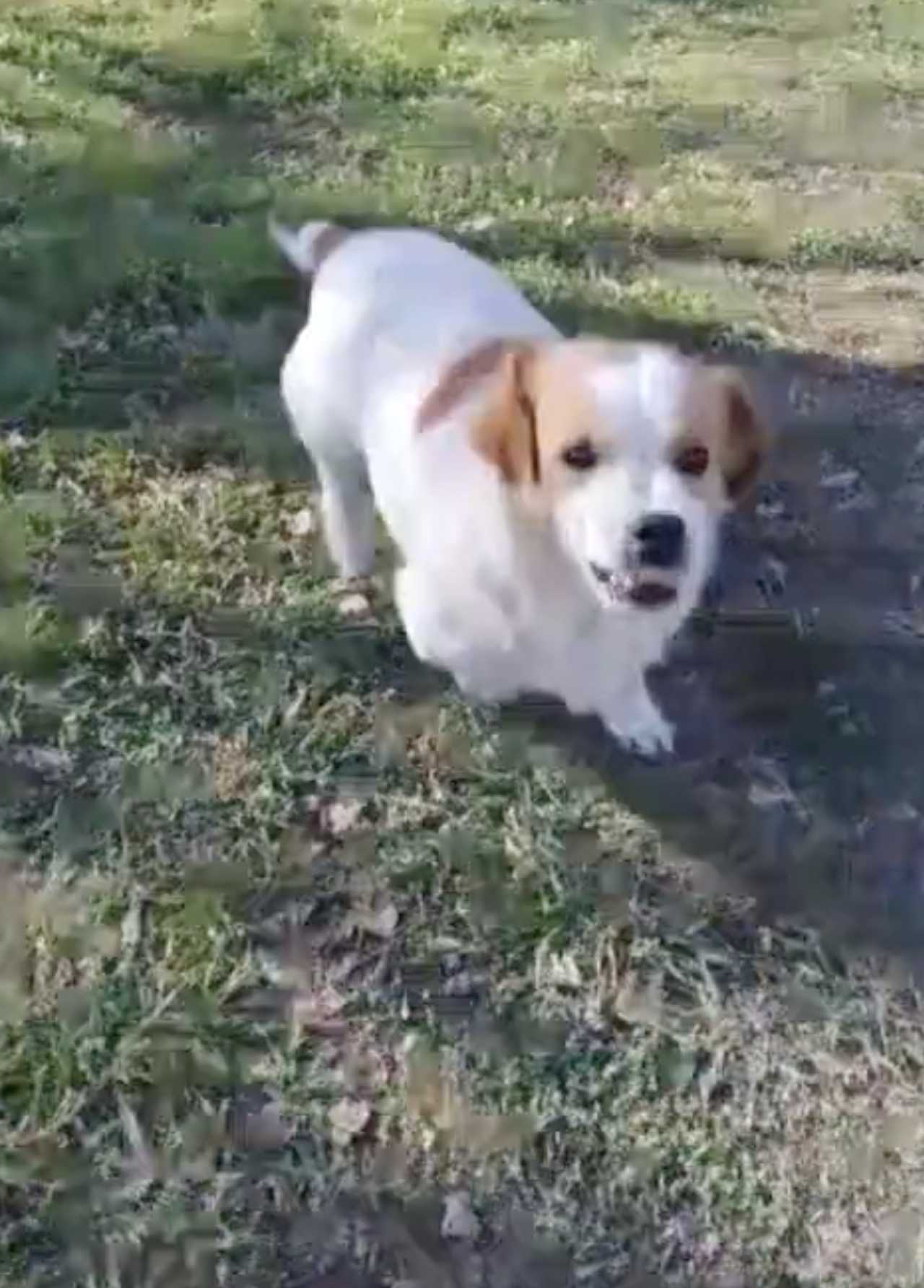 Pancho modo ataque