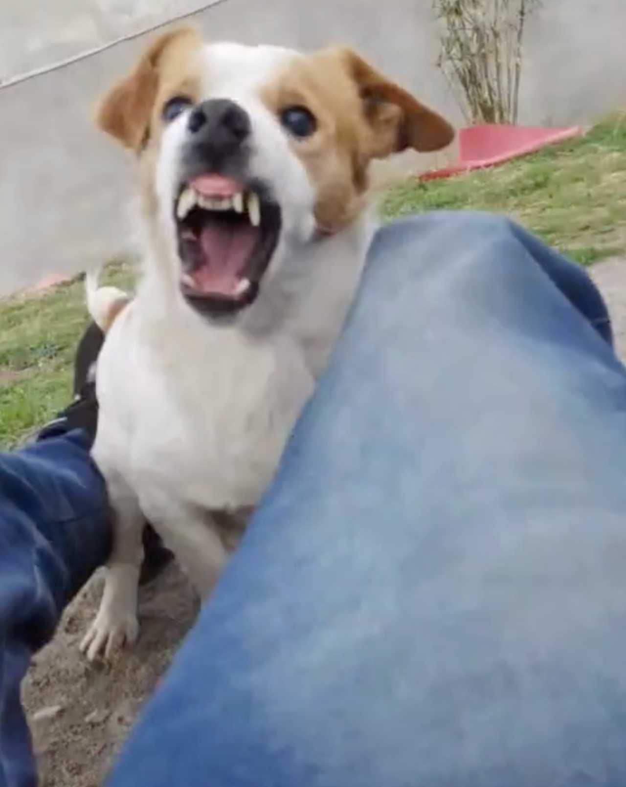 Pancho modo enojado