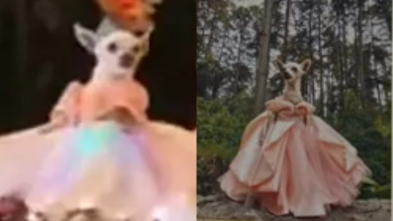 Festejan XV años de perrita chihuahua