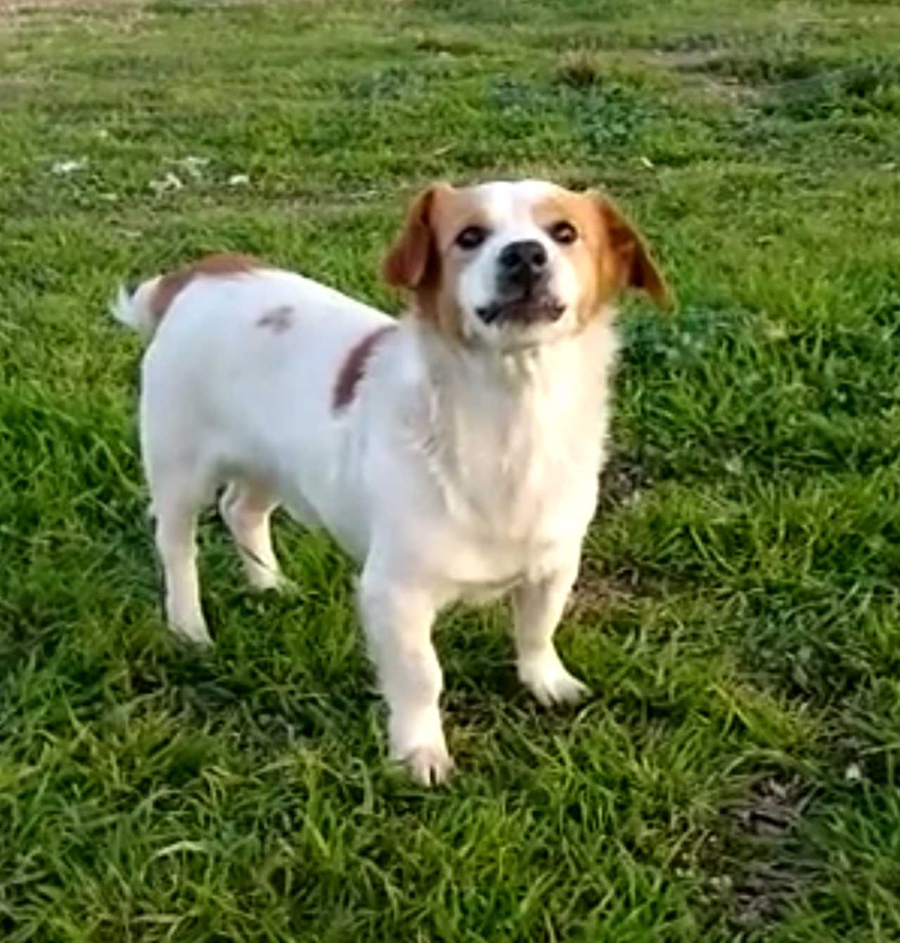El perro Pancho de TikTok