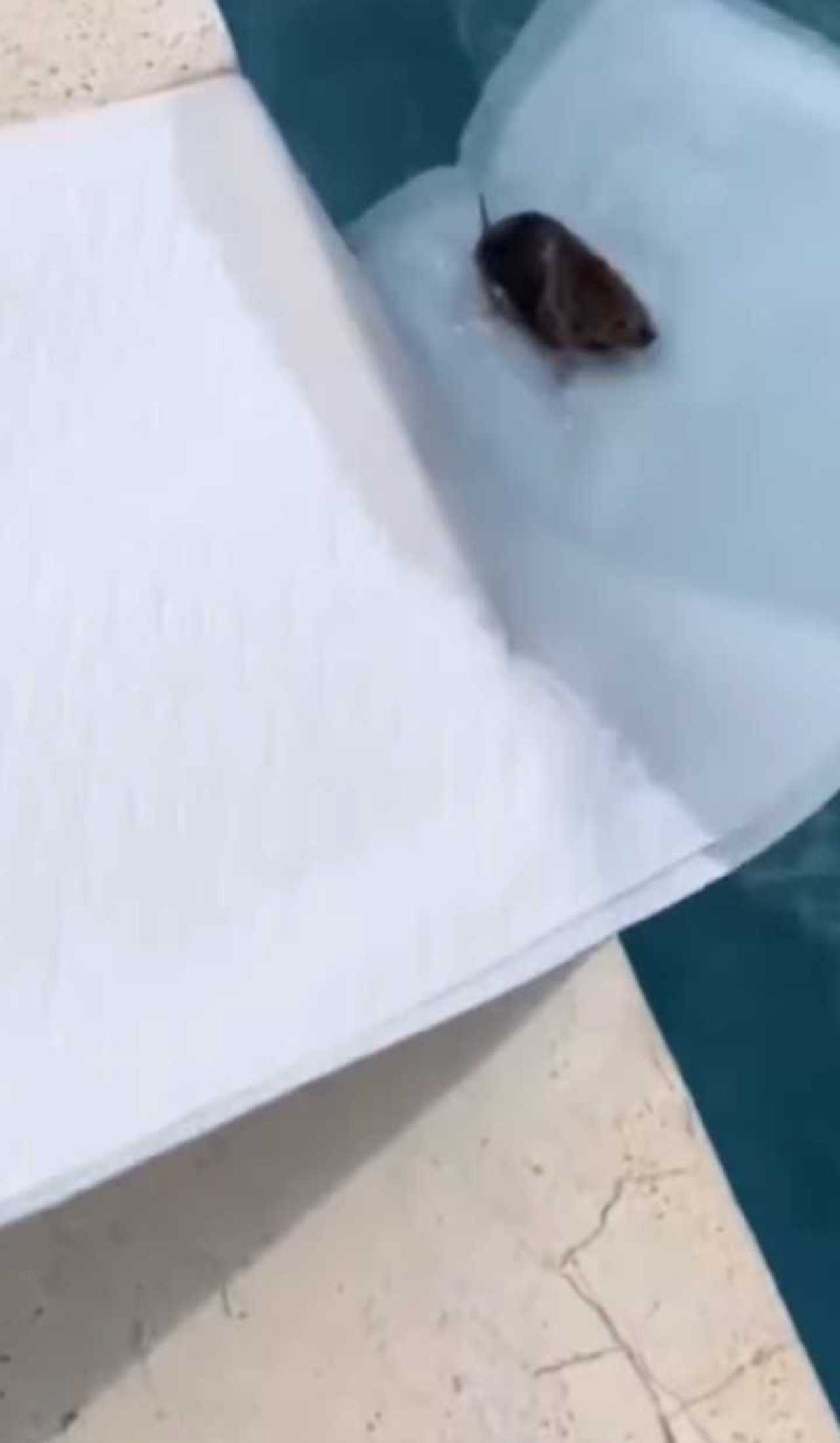 La actriz salva un ratón