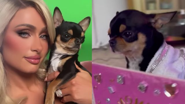Paris Hilton perro perdido millonaria recompensa