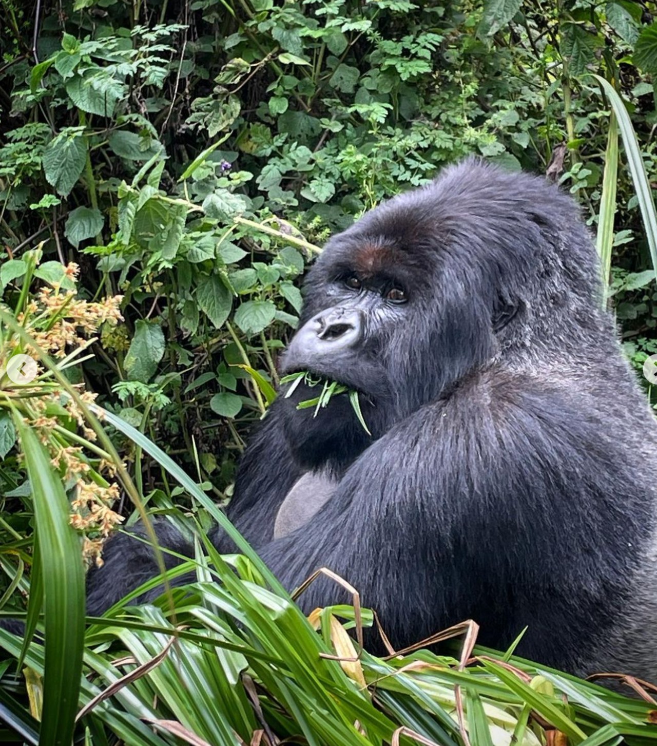 Jorge Ugalde esposo luna de miel africa