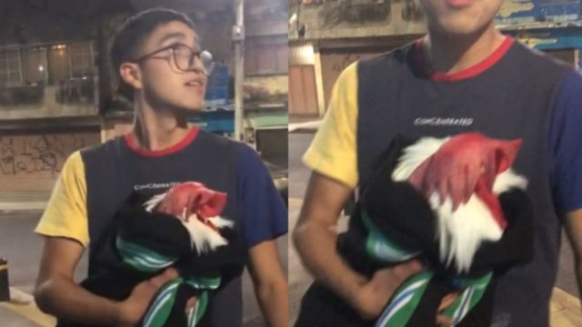 Chico salva gallo temblor cdmx cobija