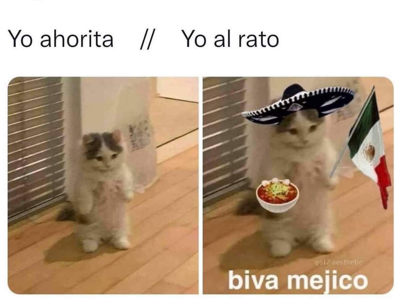 Gatito Patrio