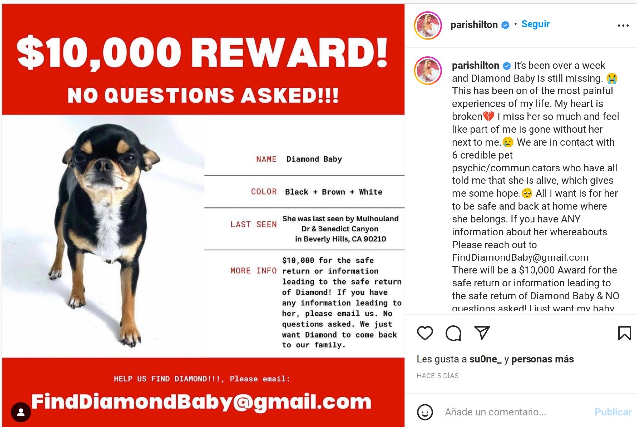 Paris Hilton perro perdido millonaria recompensa