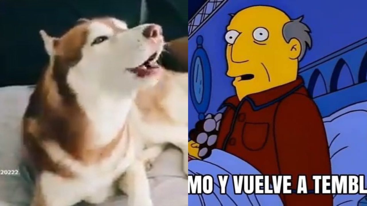 Perro imita alarma sismica de CDMX