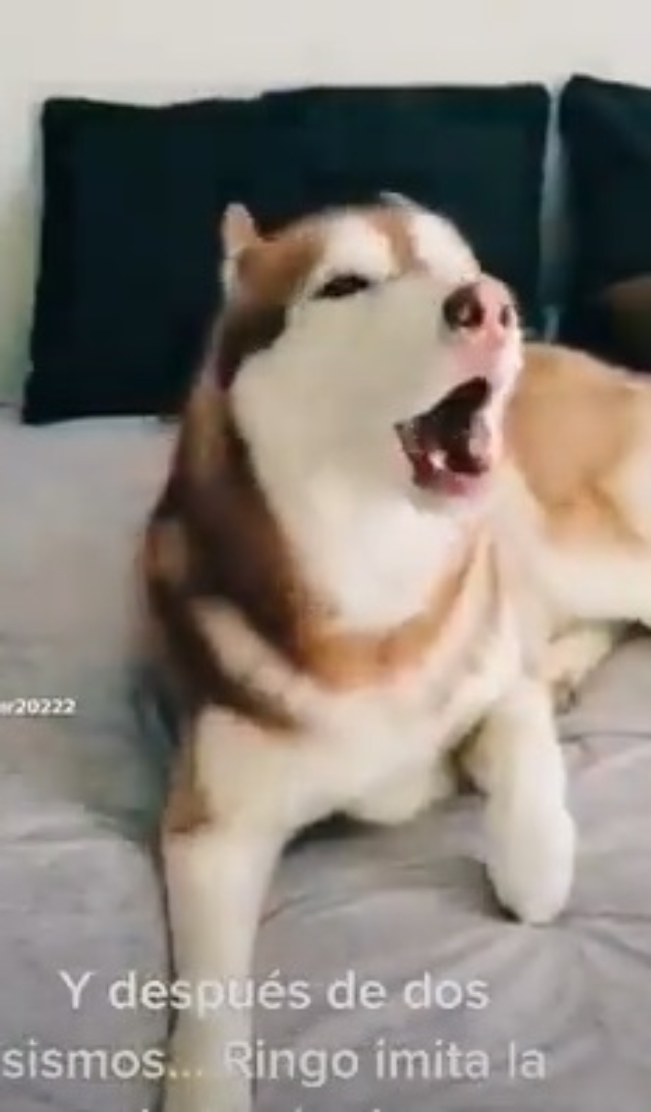 Perro imita alarma sismica ladridos CDMX