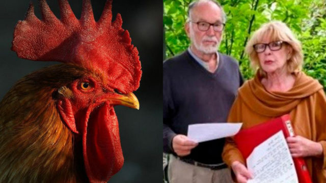 Alemanes demanda gallo canta