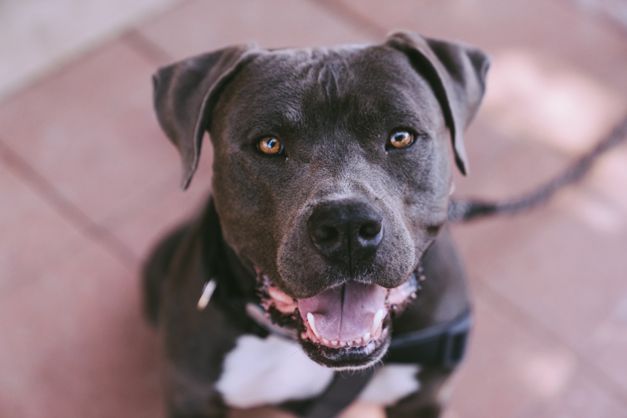 Perrito pitbull ataca ladron intentaba robar
