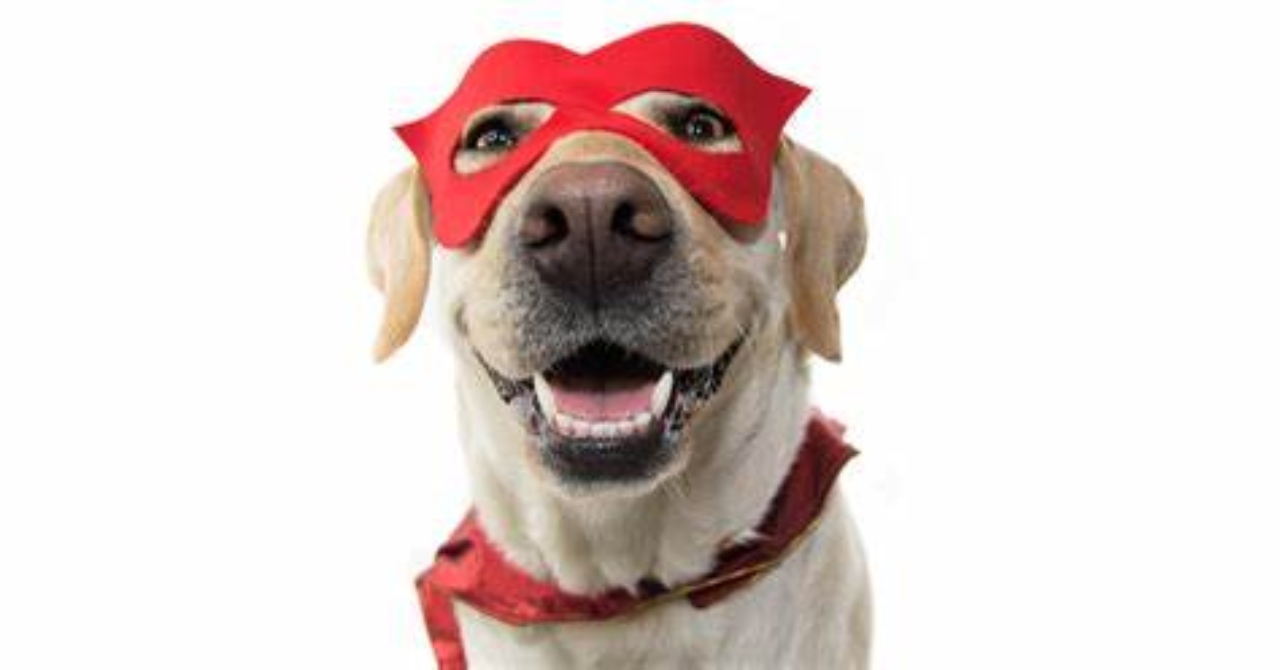 Perrito superheroe lomito salva casa ladron