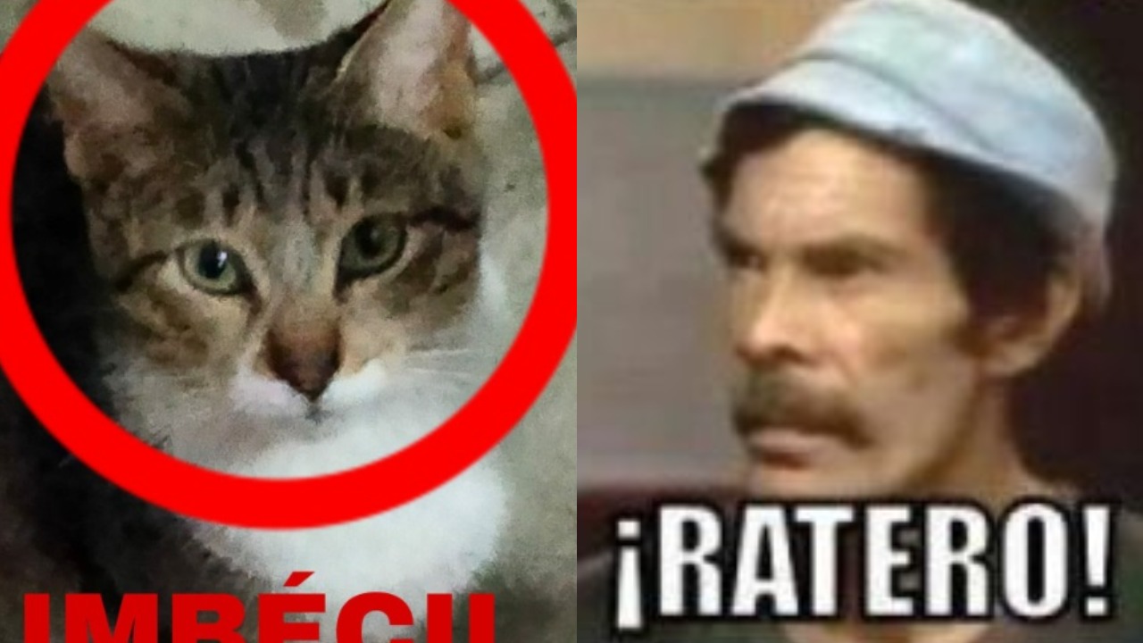 Piden cancelar gato ratero falso exhiben