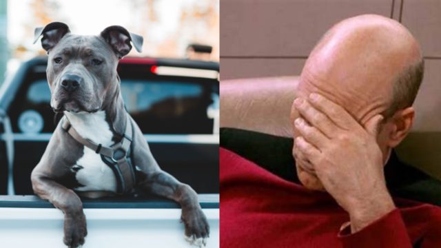 Pitbull ataca ladron robaba casa