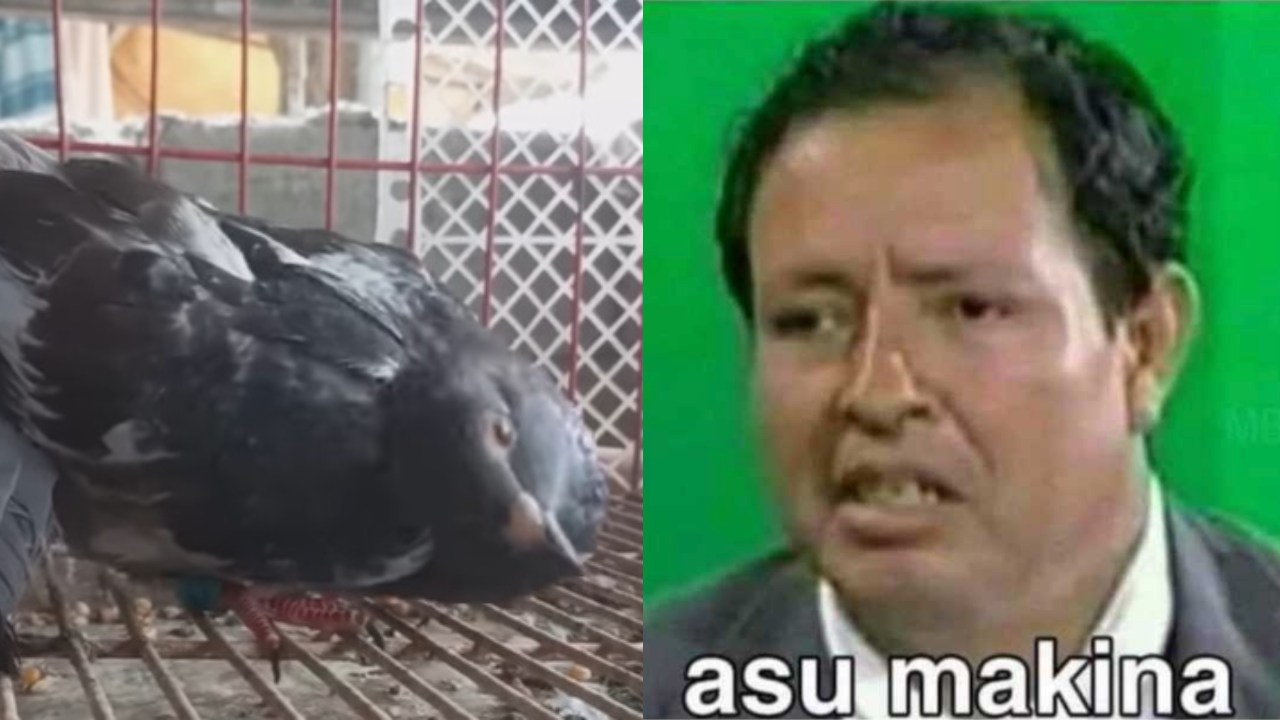 Captan palomas convertirse zombies fin mundo