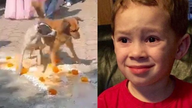 perros altar dia de muertos pelea destacada