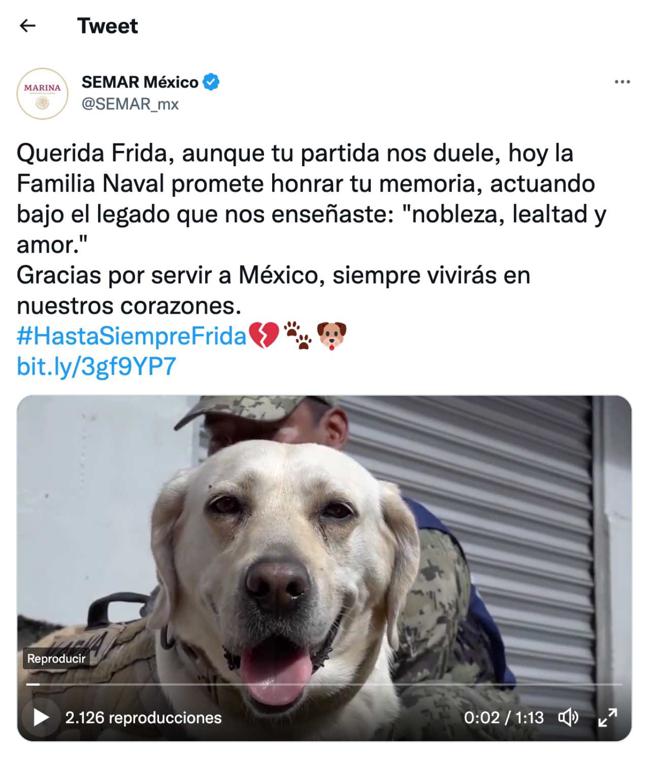 Muere perrita rescatista Frida