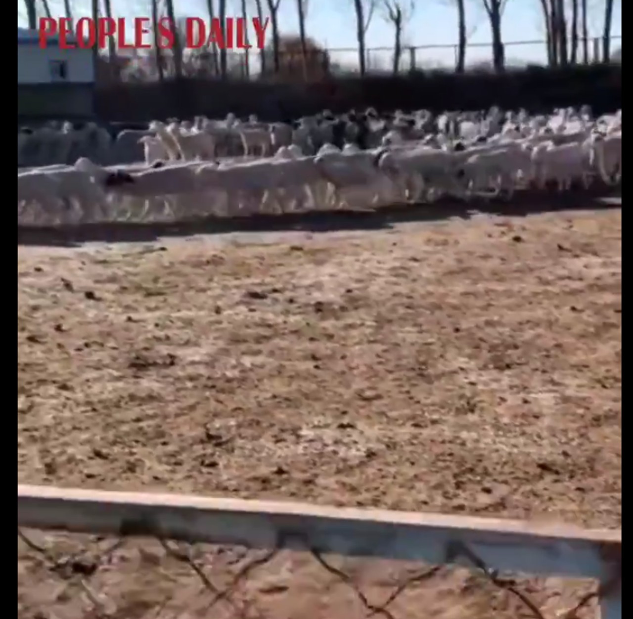 China ovejas circulos 12 días