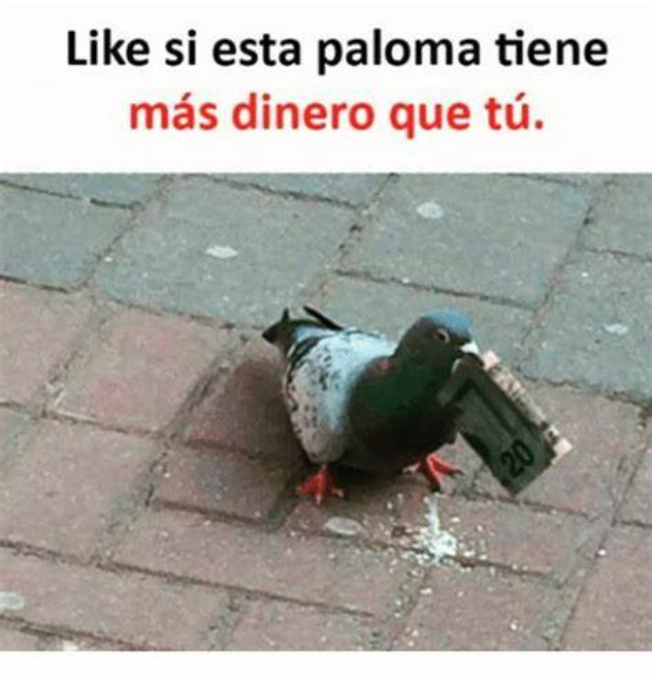 Meme Paloma se convierten en zombies
